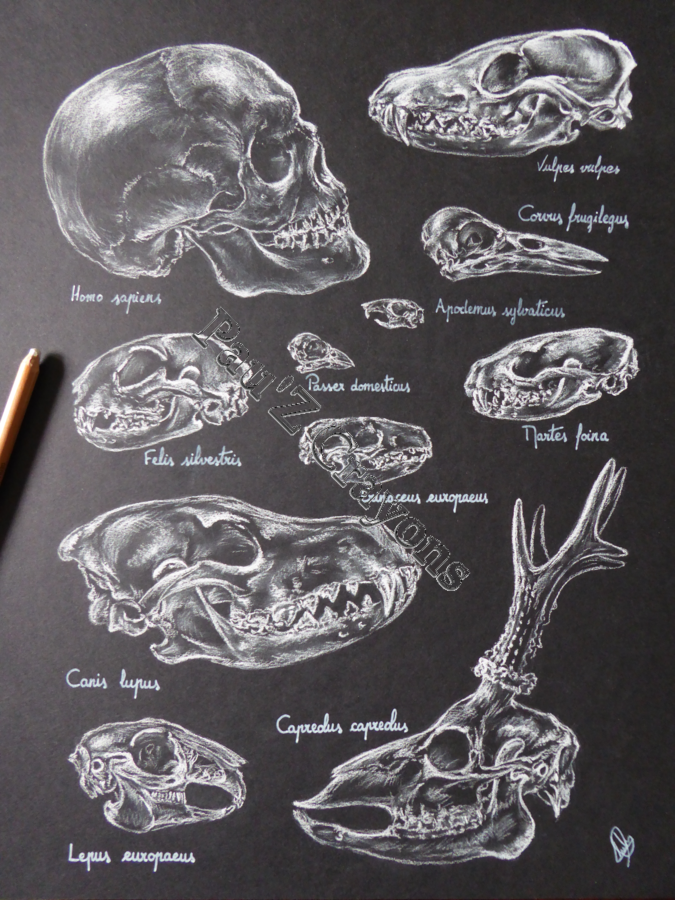 Planche anatomie comparative