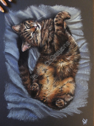 Le chat
