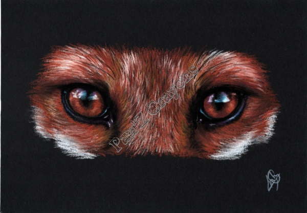 Les yeux du renard